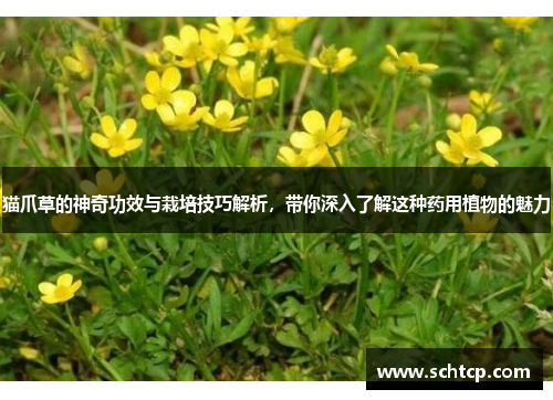 猫爪草的神奇功效与栽培技巧解析，带你深入了解这种药用植物的魅力